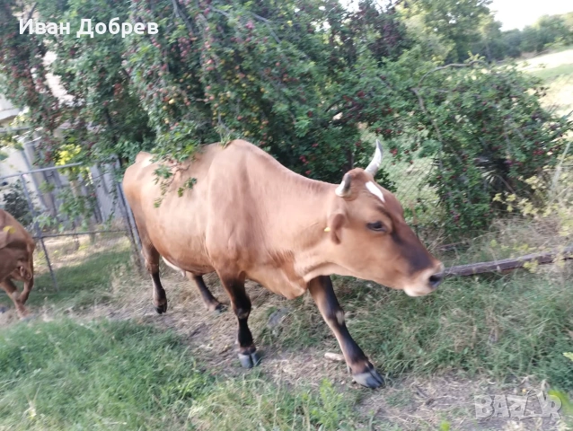 Продавам 7 бр крави за мляко 