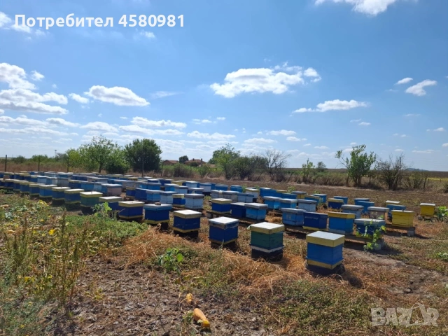 Продавам пчелни кошери, снимка 2 - За пчели - 54335278