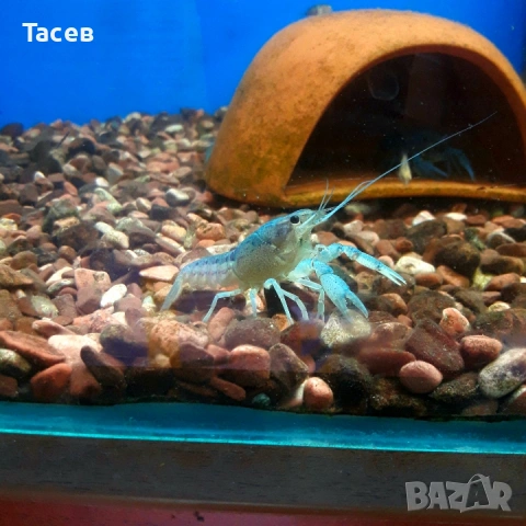 Декоративни раци 6-7см