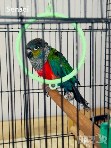 Папагал Пурура Молина 