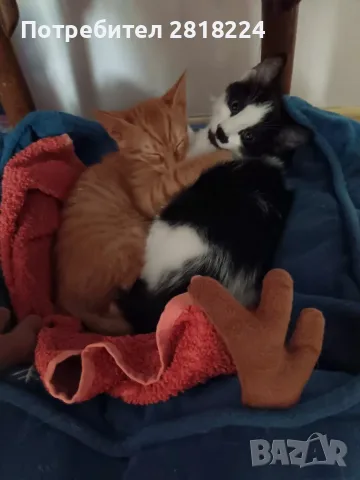Подарявам мъжко коте