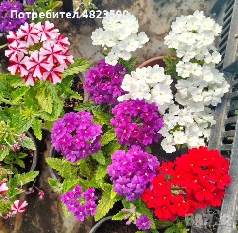 Цветя, снимка 4 - Разсади - 54494045