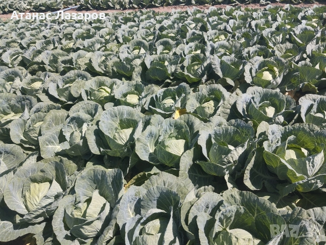 Продавам Ранно Зеле-Конкърър, снимка 3 - Домашни продукти - 54527656