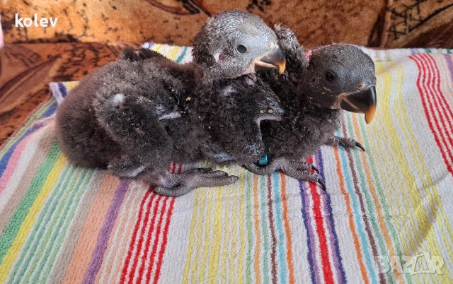 Папагали Еклектус бебета 