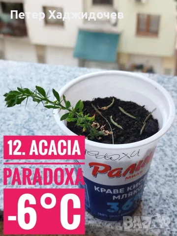 Продавам разсад от евкалипт и австралийска акация, снимка 12 - Разсади - 55343085
