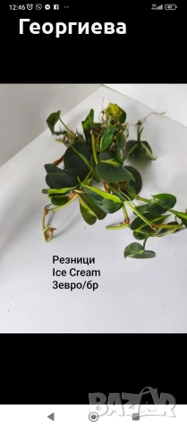 декоративно листни растения , снимка 6 - Стайни растения - 54615459