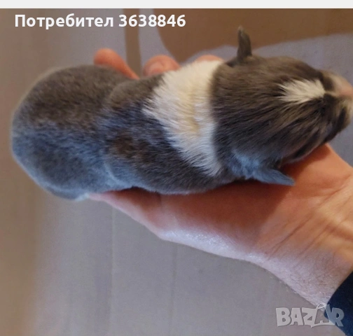 Бордър коли, снимка 3 - Бордър коли - 54370467