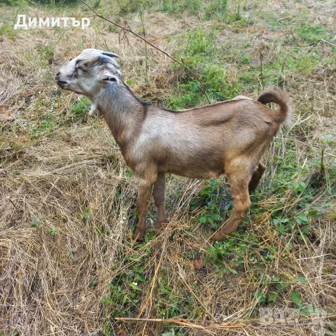 Три кози и 4 ярета, снимка 16 - Кози - 55420932