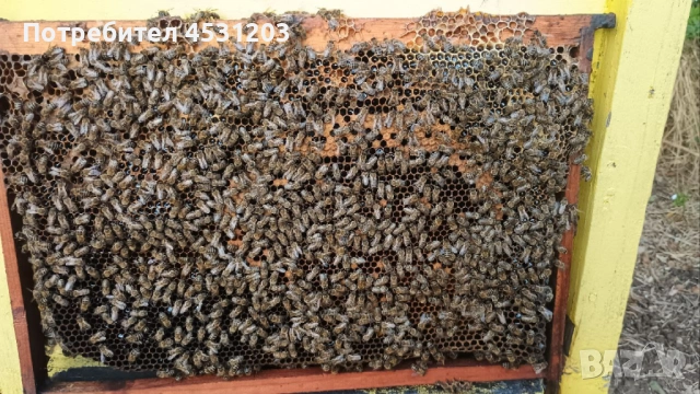 Пчелни семейства