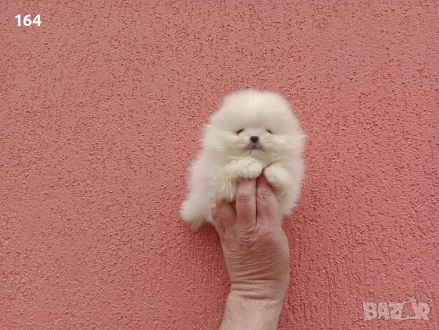 Бели мини Померани. Реални снимки! Изпращам клипове!, снимка 7 - Померан - 54012946