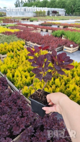 Червенолистна Смрадлика, Cotinus Royal purple или още Тетра!!!, снимка 13 - Градински цветя и растения - 54657841