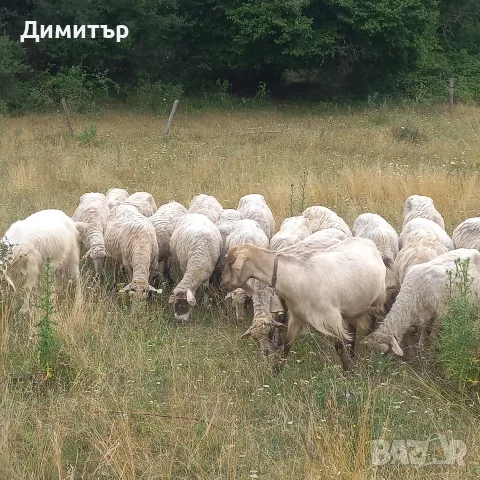 продават се 60 броя овце, снимка 2 - Овце - 55365697