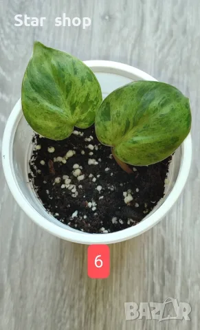 Филодендрон- Philodendron Hederaceum Variegata, снимка 6 - Стайни растения - 55295623