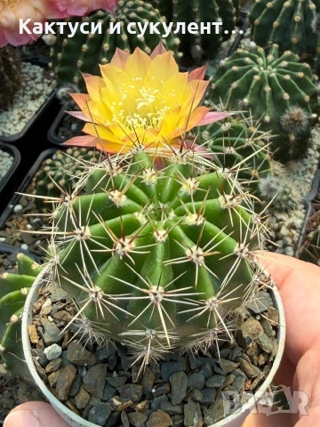 Кактус Echinopsis Hybrid Gold Star уникален цъфтеж с преливащи се омбре цветове, снимка 5 - Градински цветя и растения - 55182621