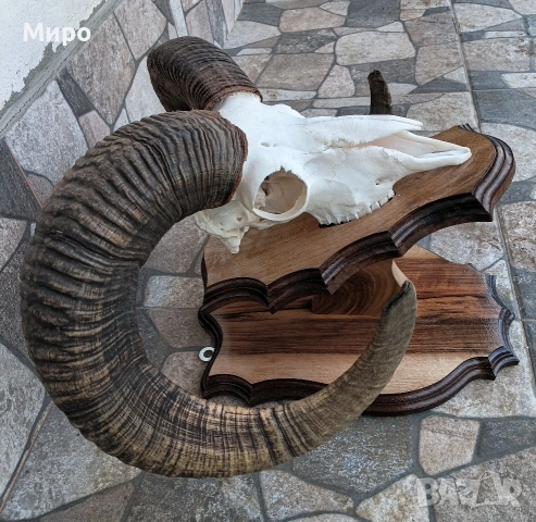 Трофеи от муфлони.Рога., снимка 5 - Други - 54526092