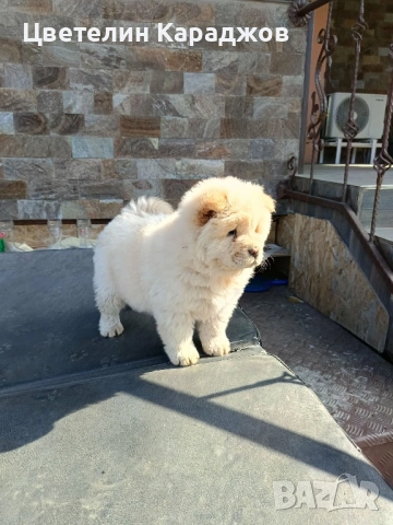 Чау чау, снимка 3 - Чау Чау - 53848895