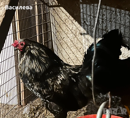 Пилета и пъдпъдъци на различна възраст, снимка 6 - Кокошки и пуйки - 54003824