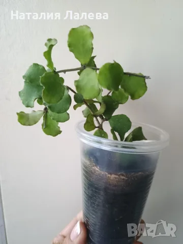 Хоя, hoya kanyakumariana