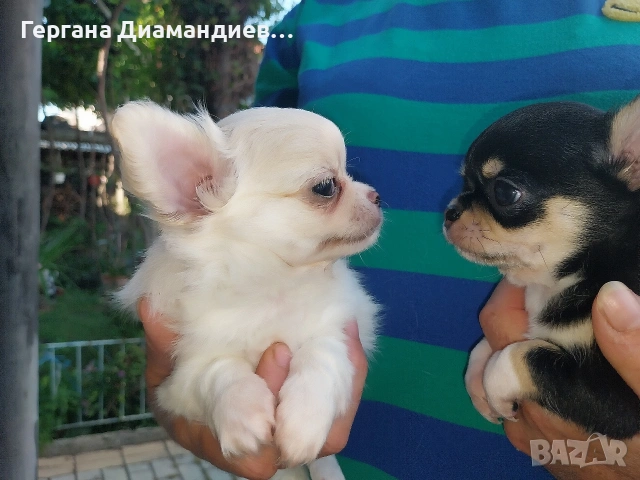 продавам мини чихуахуа , снимка 2 - Чихуахуа - 55098833