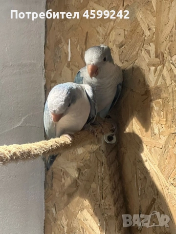 Двойка Монах, снимка 3 - Папагали - 54231040