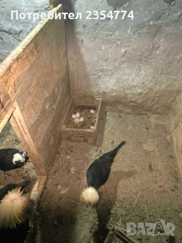 холандска качулата, снимка 4 - Кокошки и пуйки - 54058623