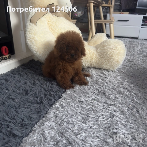 той пудел пуделче , снимка 6 - Пудели - 55162204