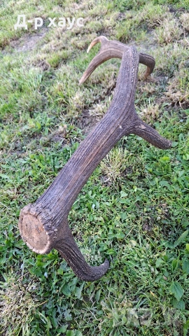 Еленски рог единичен 100см, снимка 3 - Декорация за дома - 54304391