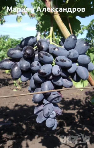🍇 Продавам десертно грозде „Великан“ 🍇 , снимка 2 - Казани за ракия - 55564203