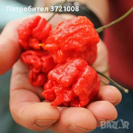 Семена от Carolina reaper 
