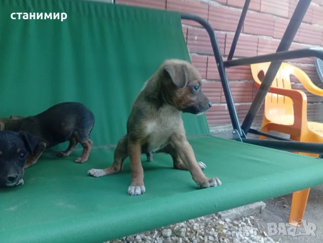 продавам пинчери, снимка 2 - Пинчер - 55621256