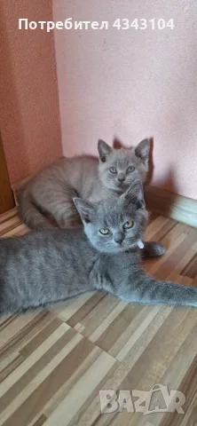 Британски късокосмести котки