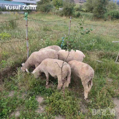 Продавам овце Ил дьо франс