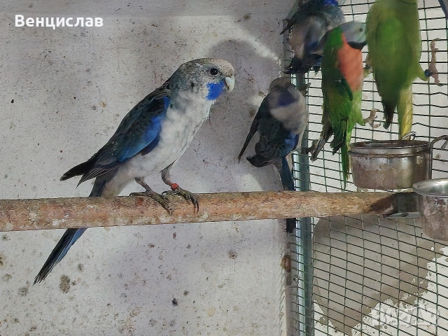 продавам папагали 