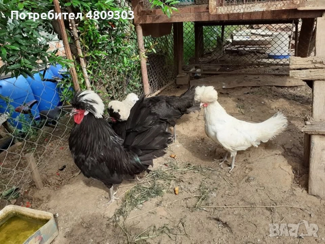 Селски кокошки, снимка 15 - Кокошки и пуйки - 54326302