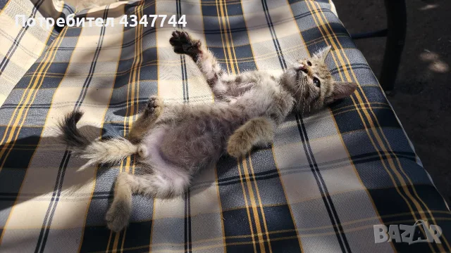 Подарява се малко мъжко коте. , снимка 4 - Други - 55689413