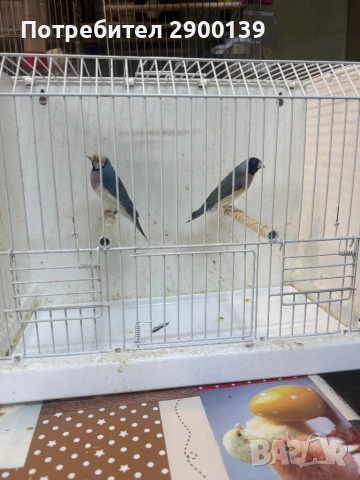 Гулди сини, снимка 8 - Амадини - 54154995