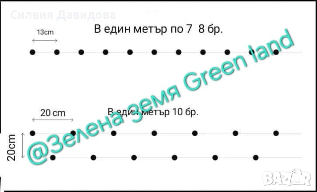 Лигуструм за жив плет , снимка 9 - Градински цветя и растения - 54153680