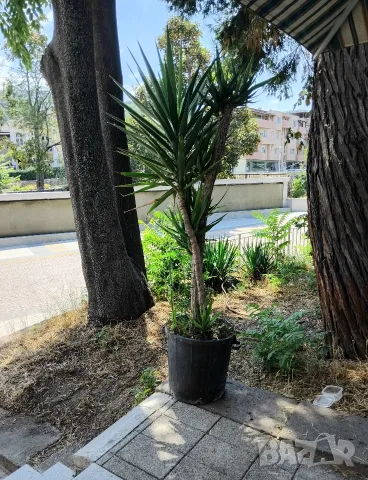 Продавам палма Юка / Yucca, 25 годишна, 1.7 м. височина, снимка 3 - Стайни растения - 40901353