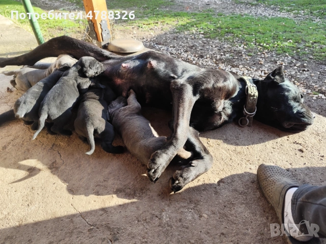 Продаваме кученца Кане Корсо , снимка 7 - Кане корсо - 54098983