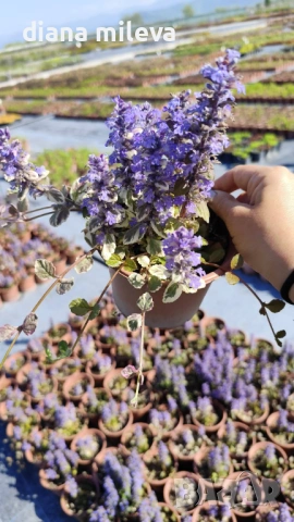 АЮГА ПЪСТРОЛИСТНА, Ajuga ‘Burgundy Glow’, студоустойчива, почвопокривна, снимка 6 - Градински цветя и растения - 46793376