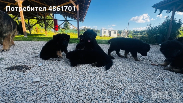 Мъжки и женски немски овчарки на 60 дни , снимка 7 - Немска овчарка - 54973741