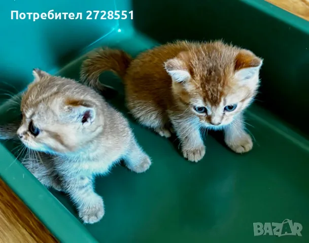 Британска късокосместа порода, 2 златисти котета, котка, домашни любимци, снимка 4 - Британска късокосместа - 55450451