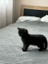 Малки шотландски котенца, снимка 6