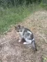 Подаряват се малки котета, снимка 4
