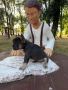 Френски булдог , снимка 5