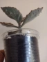 Каланхое, kalanchoe beharensis Fang, снимка 2
