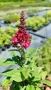 Buddleja dav. Butterfly Candy Little Ruby, снимка 8