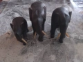 Стари дървени фигурки от дърво, снимка 1