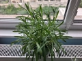 Leontopodium alpinum - Еделвайс с цвят, снимка 2