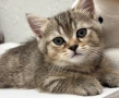 Шотландски котенца , снимка 8